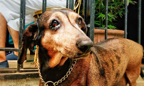 Close-up of dog