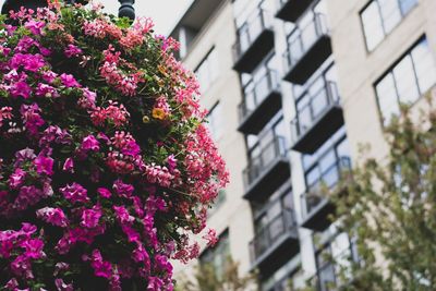 Low angle view of flowering plant against building