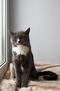 Adorable blue-white cat with green eyes is sitting on a pink blanket near to the window.