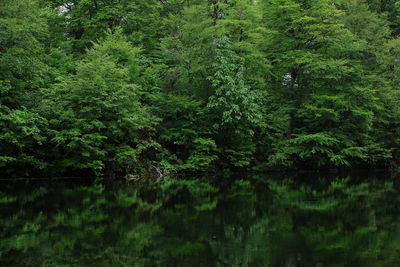 Reflection of trees in lake