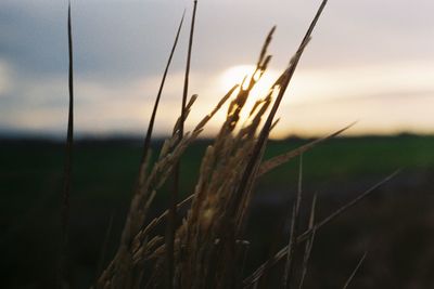 Close-up of stalks in field against sunset sky