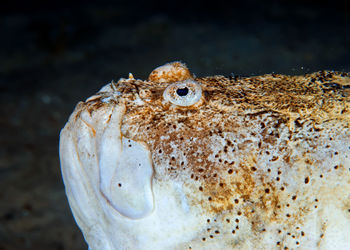 Close-up of a turtle in the sea