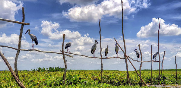 Plants growing on field against sky