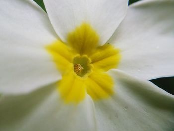 Close-up of yellow flower