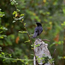 Bird perching on a tree