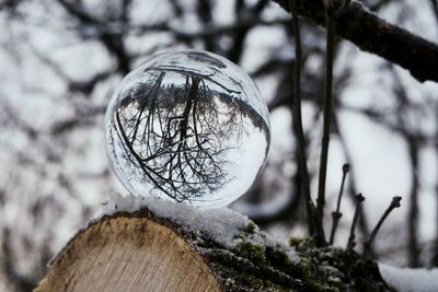 Close-up of snow on tree trunk