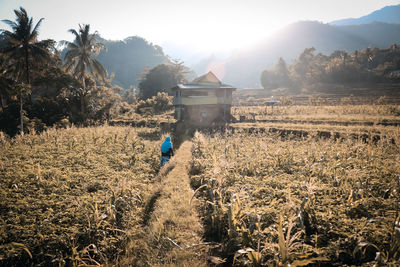 Cornfield in the morning