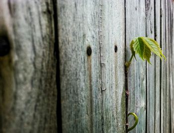 Close-up of wooden plank