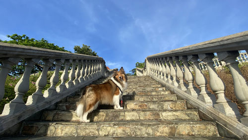 Low angle view of a horse