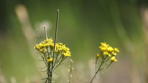 Close-up of yellow flowers