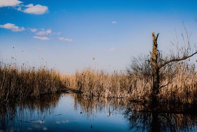 Reflection of trees in lake against sky