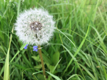 Close-up of dandelion flower on field