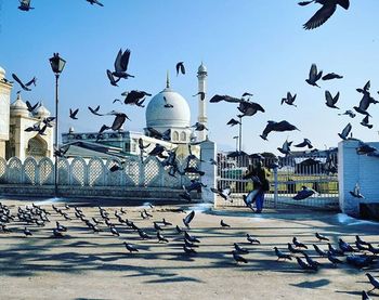 Pigeon flying over city