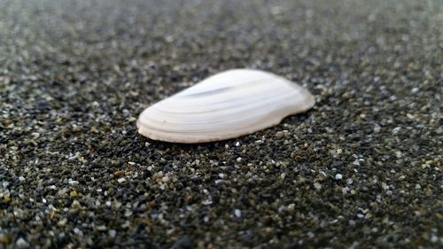 Close-up of seashell on pebbles