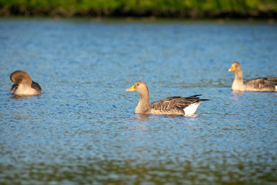 Ducks swimming in lake