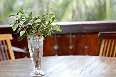 Close-up of plant on table