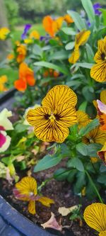 Close-up of yellow flowering plant