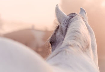 Close-up of a white horse