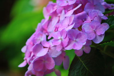 flowering plant