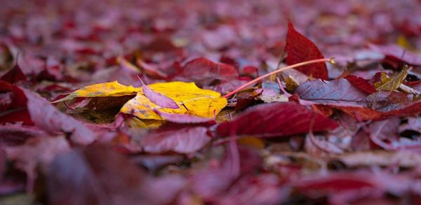 Close-up of fallen maple leaves