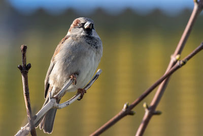 Portrait of a house sparrow perching on a branch.