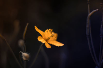 Close-up of yellow rose flower