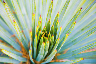 Close-up of plant