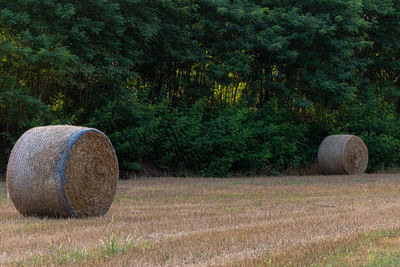 Hay bales on field