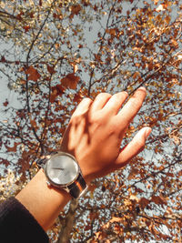 Close-up of hand holding tree
