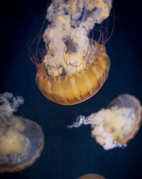 Jellyfish swimming in sea