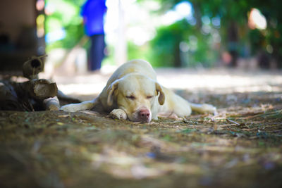 Close-up of dog resting on floor