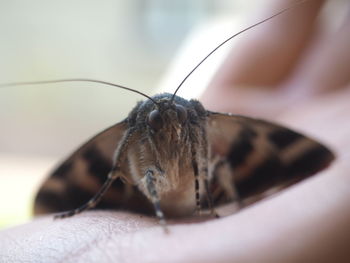 Close-up of butterfly