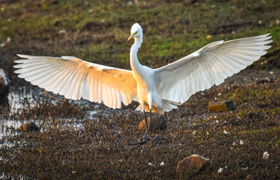 White birds flying above land