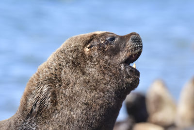 Close-up of seal