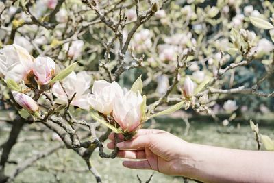 Close-up of hand touching cherry blossom