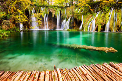 Scenic view of lake by trees in forest