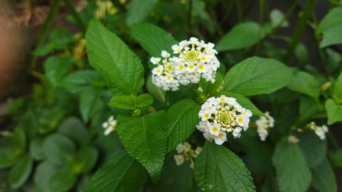 Close-up of white flowering plant