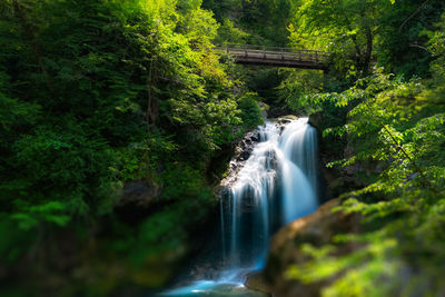 Scenic view of waterfall in forest