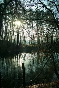 Reflection of trees in lake against sky