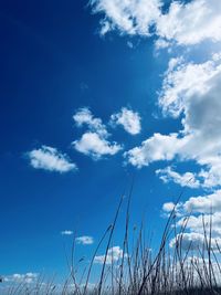 Low angle view of plants against blue sky