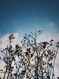 Low angle view of flowering plant against blue sky