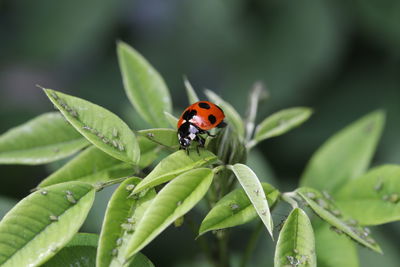 Close-up of ladybug on leaf