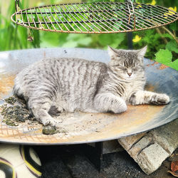 Portrait of cat sitting on table