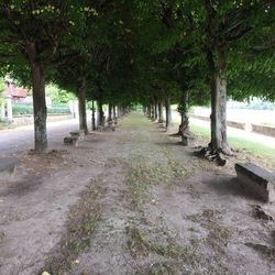 Trees in park