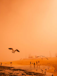 Birds flying over beach against misty sky