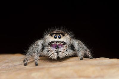 Close-up of spider on web against black background