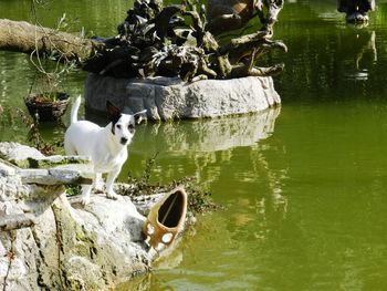 Horse in lake