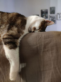 Cat sleeping on sofa at home