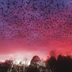 Flock of birds flying over silhouette trees
