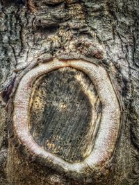 Full frame shot of tree trunk